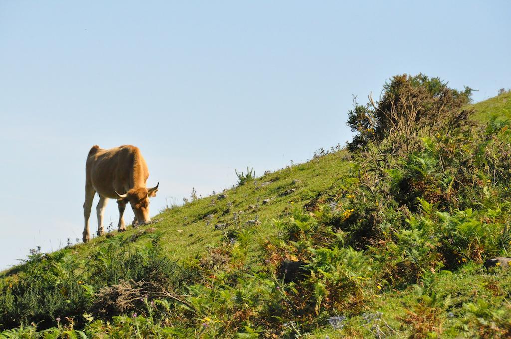 Casa Rural La Riba Sames Екстериор снимка